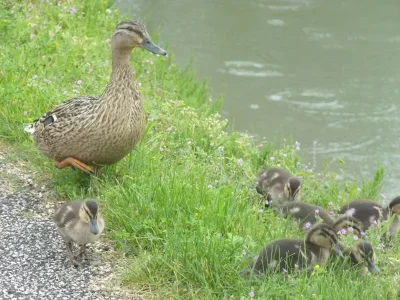 maman canne et ses canetons