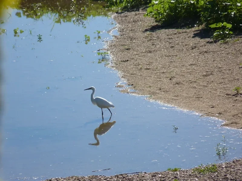 oiseau d'eau