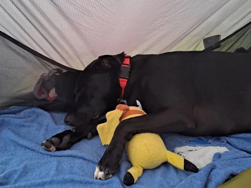le chien endormi sur son doudou dans la tente
