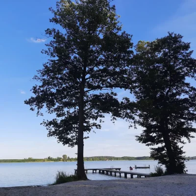 Deux arbres encadrent un pont au bord d'un lac