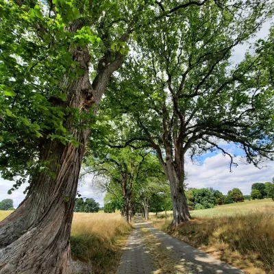 De vieux arbres encadrent une route pavée