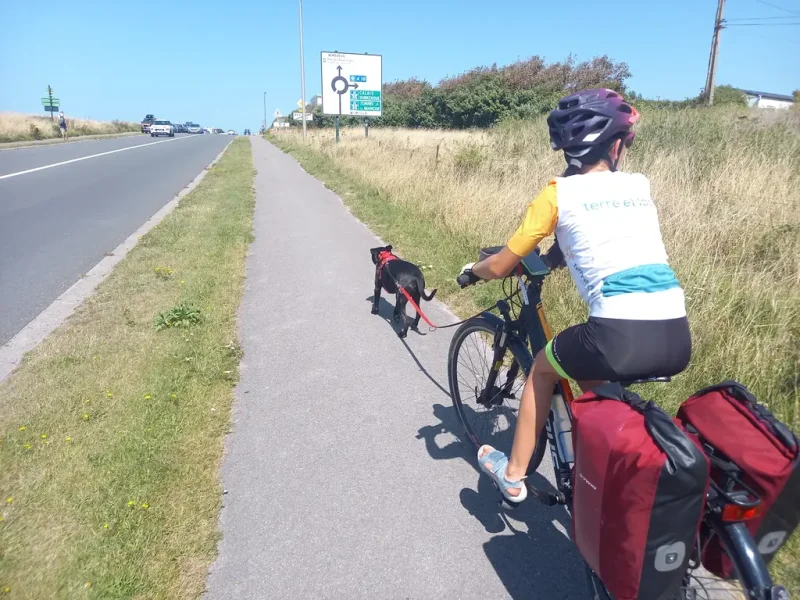 le chien tracte le vélo sur une piste cyclable