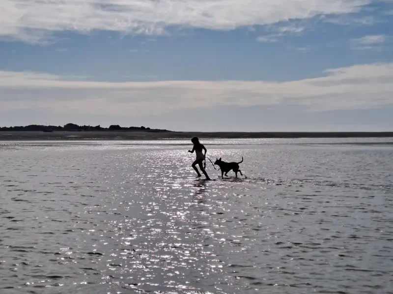 un enfant promène le chien à la plage