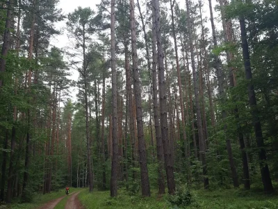 Un enfant pédale sur un sentier dans une immense forêt