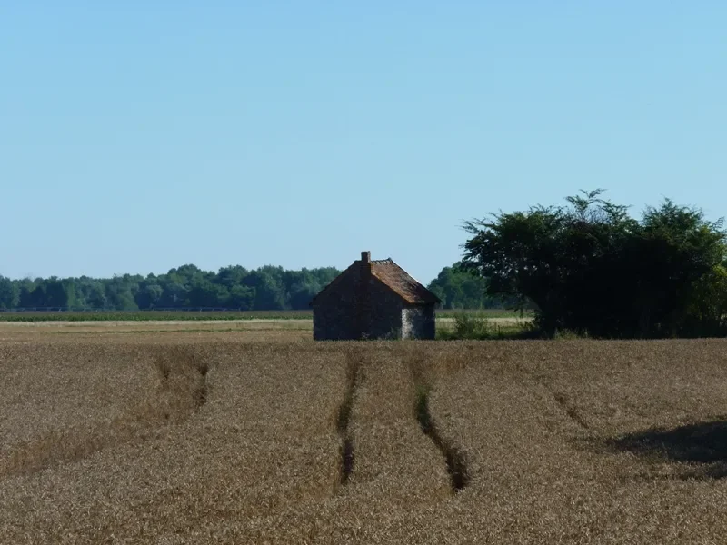 champ de blé