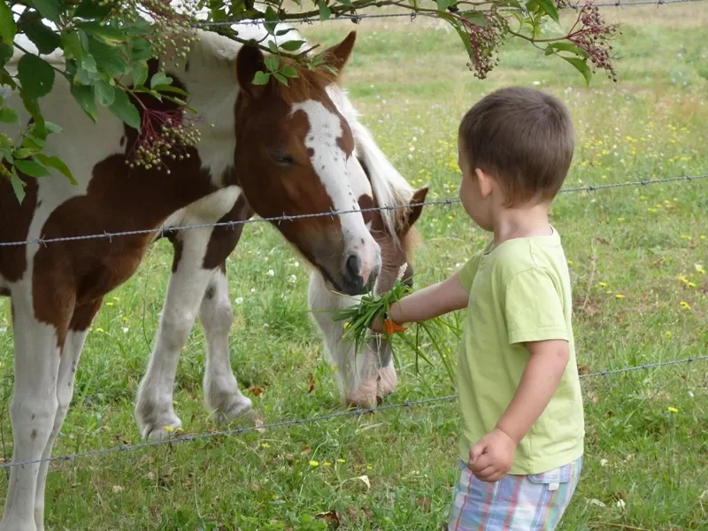 Gabriel fait connaissance avec un poulain