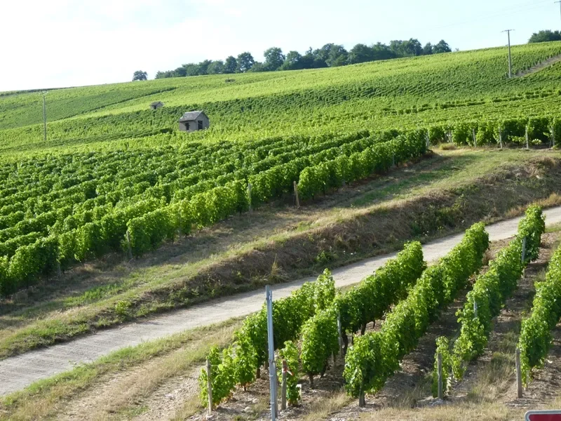 le vignoble de Sancerre