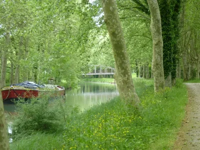 belles rangées de platanes comme sur le Canal du Midi