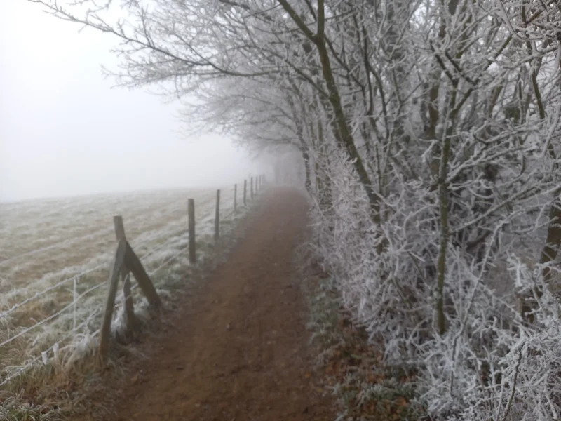 Chemin au bord d'une forêt givrée