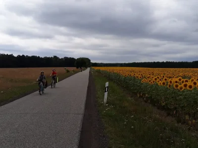 Deux enfants pédalent sur une route le long d'un champ de tournesols