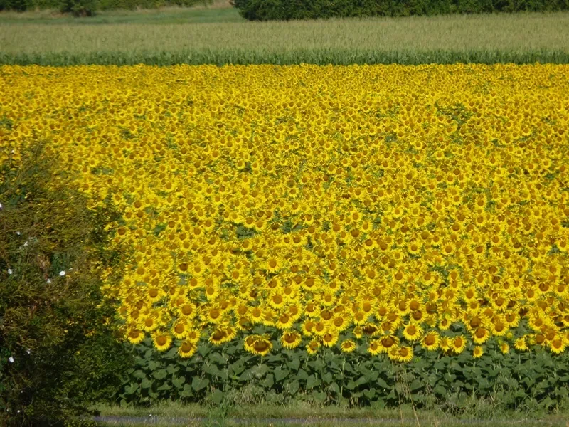 tournesols