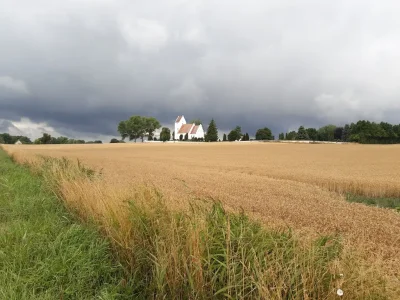 Une église danoise sous un ciel gris avec un champ de céréales au premier plan