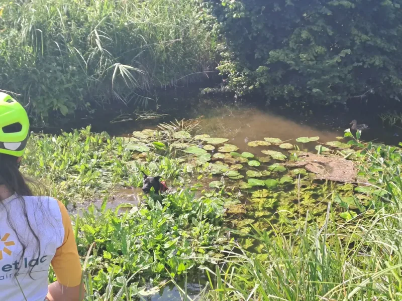 un chien dans l'eau et les nénuphars, un canard derrière lui