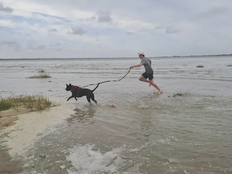 un enfant promène le chien à la plage