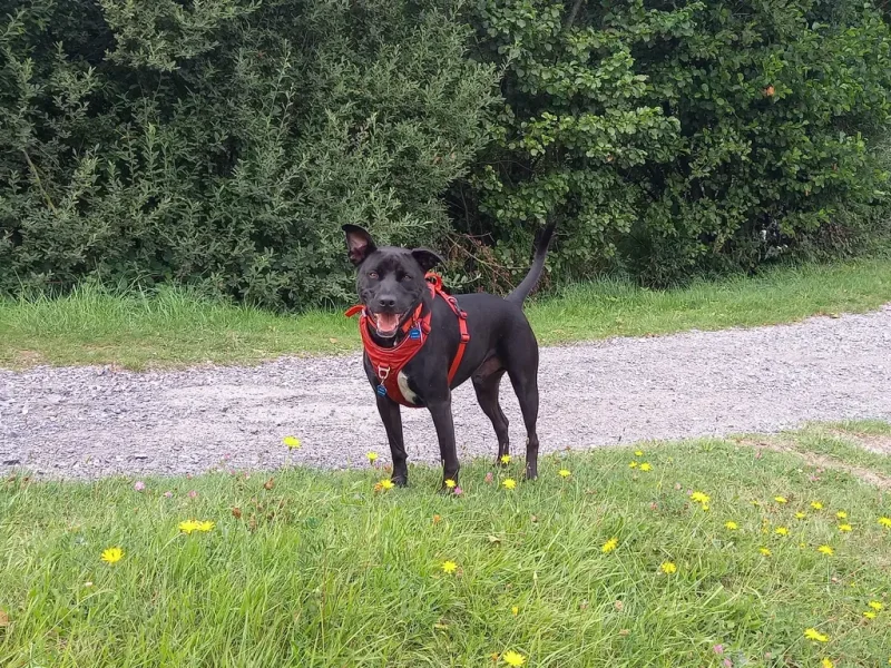 Un chien noir qui regarde l'objectif