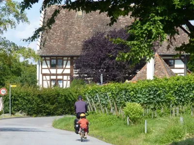 petite route le long des vignes