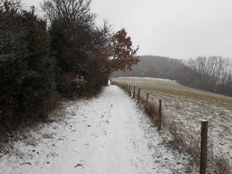 Chemin enneigé, entre la forêt et une prairie