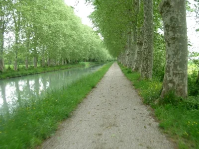 une péniche sous une quadruple rangée de platanes (canal de la Garonne)
