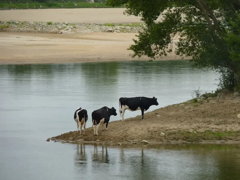 Des vaches au bord de la Loire