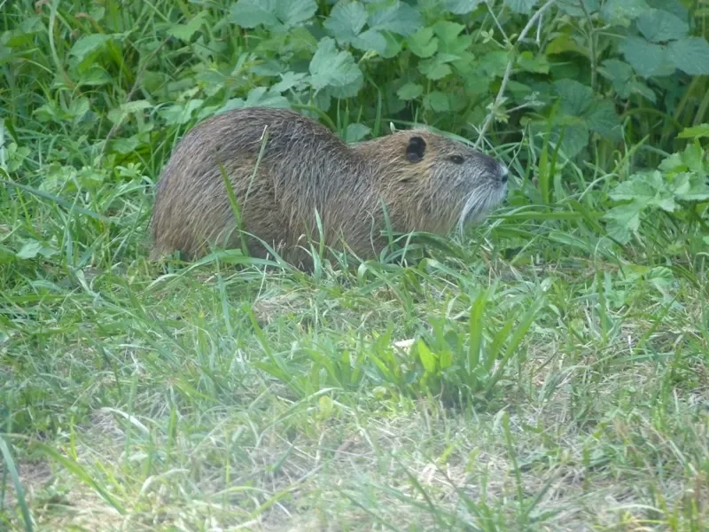 un castor peu timide