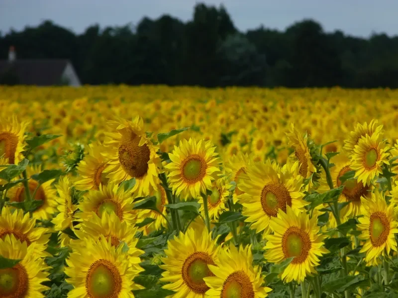 tournesols