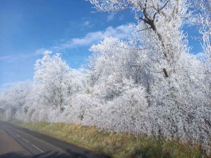 Route entre les arbres givrés sous le soleil