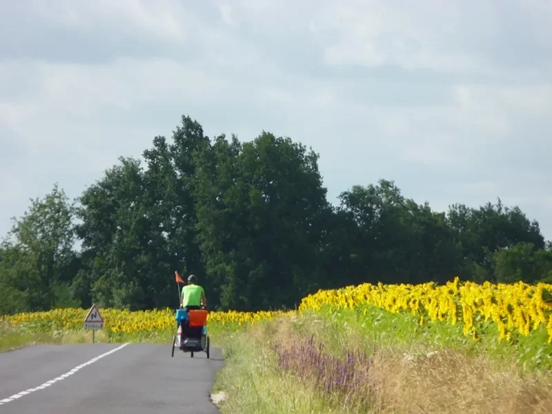 route secondaire au milieu des tournesols - Eurovélo 6 / la Loire à vélo