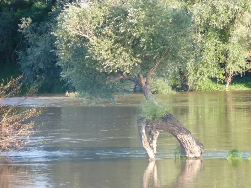 un arbre les pieds dans l'eau