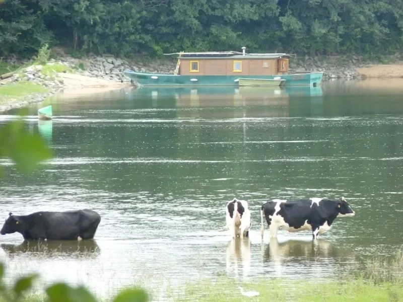 Des vaches se baignent dans la Loire