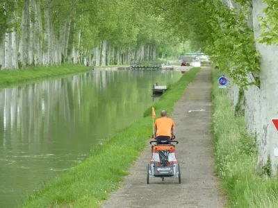 belles rangées de platanes vers Montech, comme sur le Canal du Midi