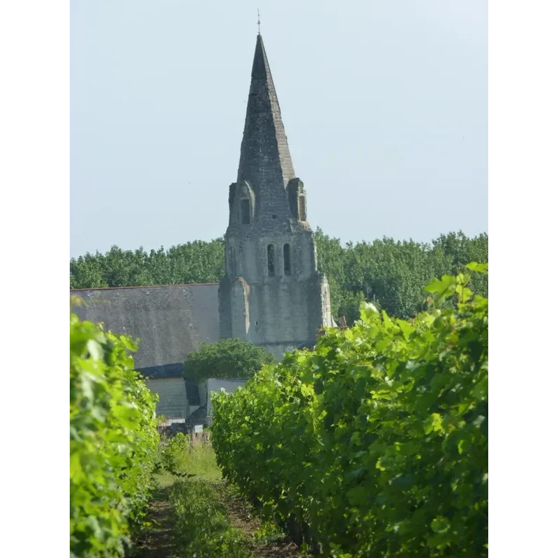 route de Fontevraud - Eurovélo 6 / la Loire à vélo