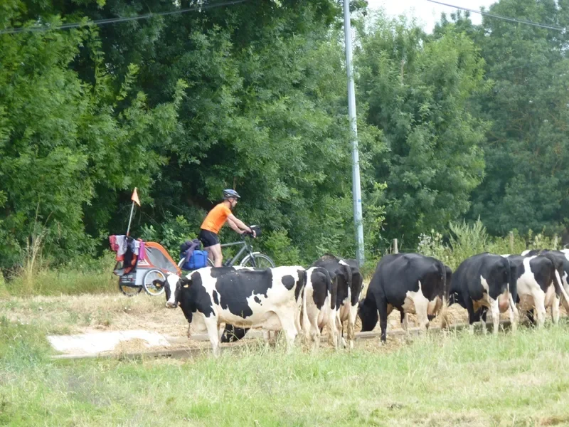 Les vaches regardent passer les vélos sur la Basse-Ile