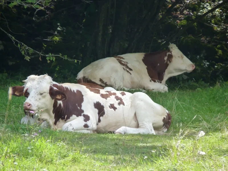 les vaches