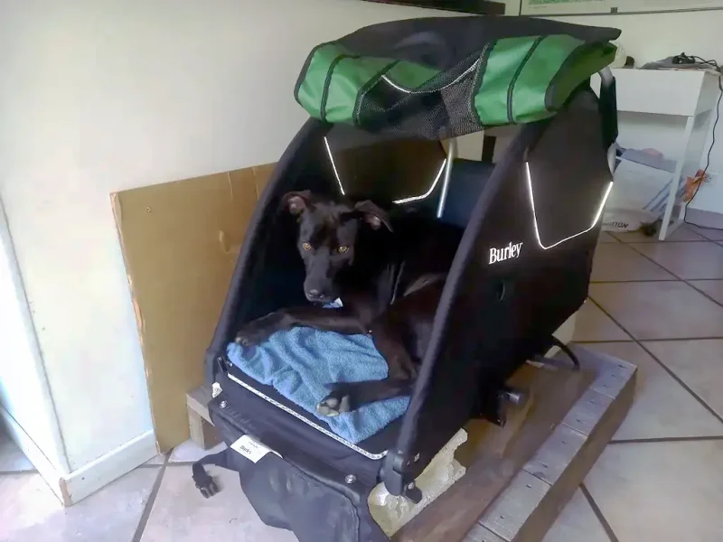 Le chien installé dans sa remorque sans roues