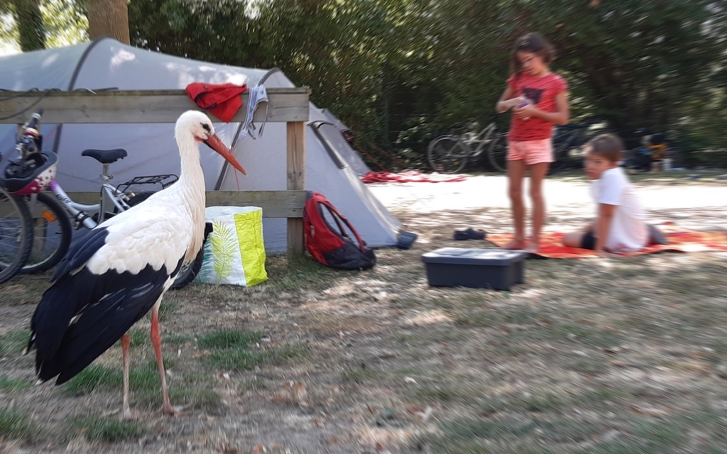 Photo : une cigogne nous rend visite au camping